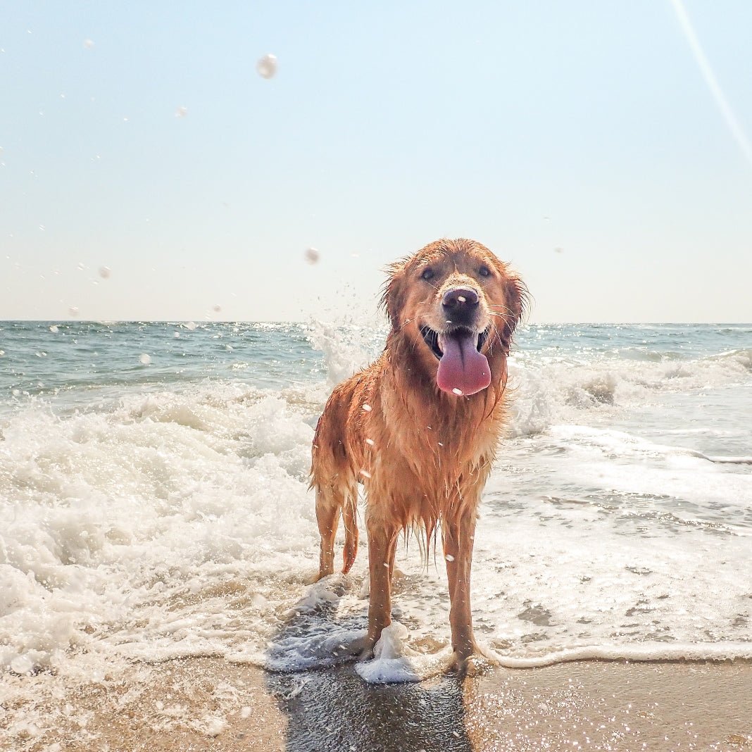 Top 5 Dog Friendly Beaches In Europe - SUNNYLiFE EU