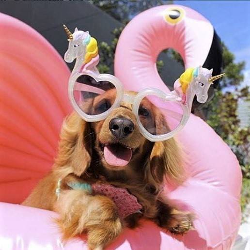 Diese Sunnypups beweisen: Hunde sind die besten Freunde eines Menschen (und eines Schwimmers). 